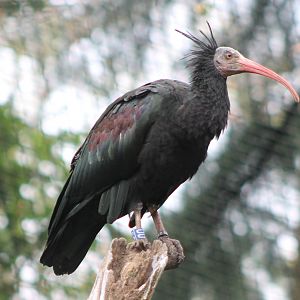 Northern bald ibis