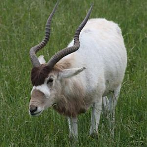 Addax