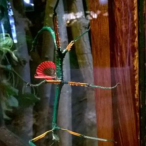 Madagascan blue stick insect