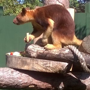 tree kangaroo alfresco