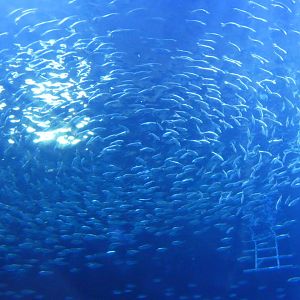 False Herring shoaling