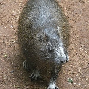 Cuban Hutia