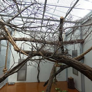 Indoor Ring-tailed Lemur enclosure