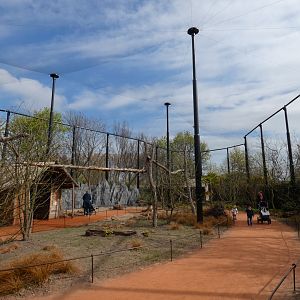 Ring-tailed Lemur walk-through