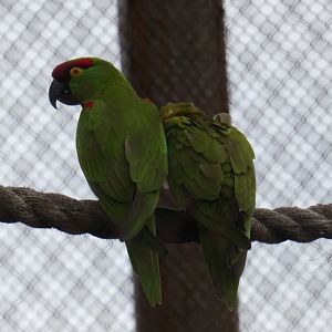 Thick-billed Parrot