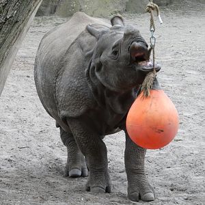 Indian Rhino playing with a buoy