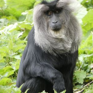 Lion-tailed Macaque