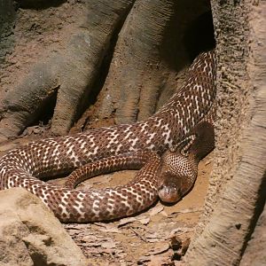 Indian Cobra