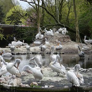 Lots of Dalmatian Pelicans