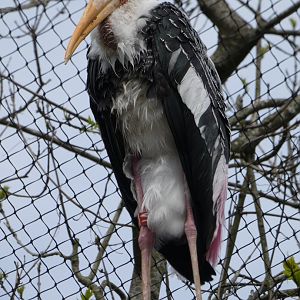 Painted Stork