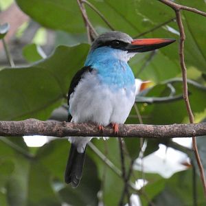 Blue-breasted Kingfisher