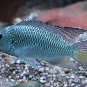 Cameroon tilapia - Tilapia camerunensis