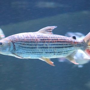 Tigerfish - Hydrocynus vittatus