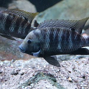 Convict cichlids - Amatitlania nigrofasciata
