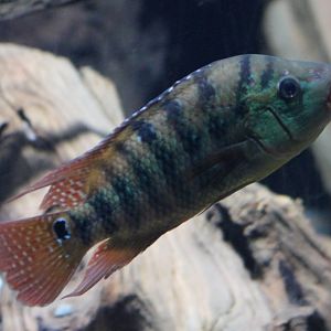 Most prop. Mesoheros festae