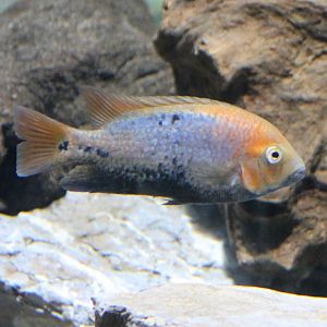 Cichlid ID