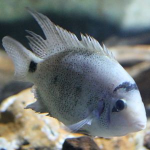 Maskaheros argenteus