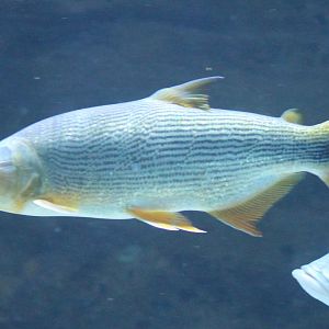 Dorado - Salminus maxillosus