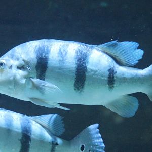 Tucunare peacock bass - Cichla monoculus