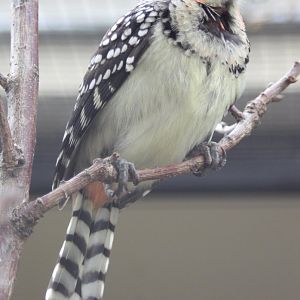 Red and yellow barbet