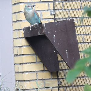 European roller