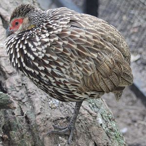 Yellow-necked francolin