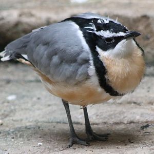 Egyptian plover