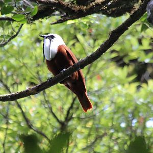 Three-wattled Bellbird - Mar 2019