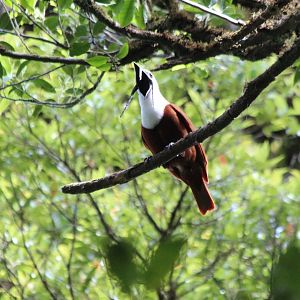 Three-wattled Bellbird - Mar 2019