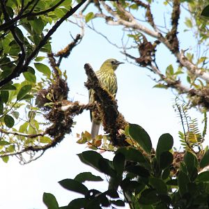 Female Three-wattled Bellbird - Mar 2019