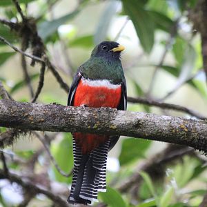 Collared Trogon - Mar 2019