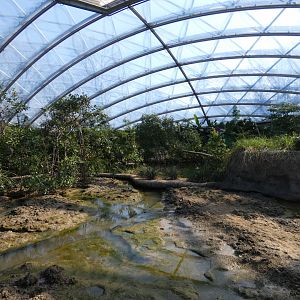 Mud flat in Mangrove