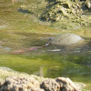 Atlantic Horseshoe Crab