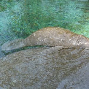 Manatee calf