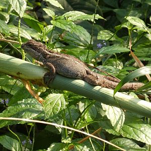 Brown Basilisk