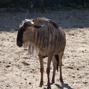 Eastern White-bearded Wildebeest