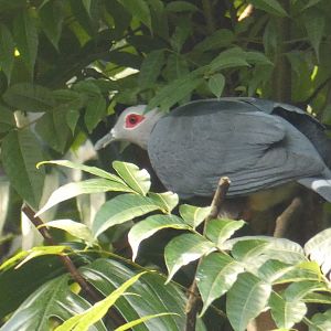 Pinon's Imperial Pigeon