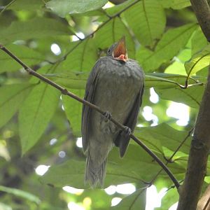 Screaming Piha screaming