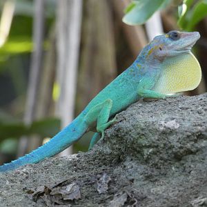 Guadeloupean Anole