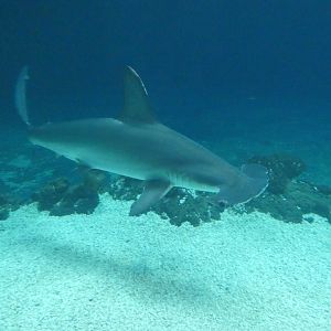 Hammerhead Shark