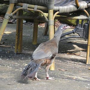 Chaco Chachalaca