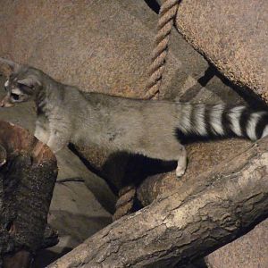 Ringtail