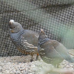 Scaled Quail