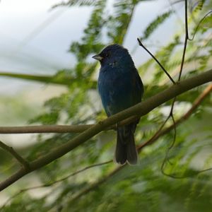 Indigo Bunting