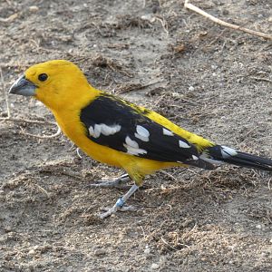 Yellow Grosbeak