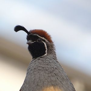 Gambel's Quail