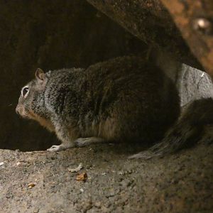 Rock Squirrel