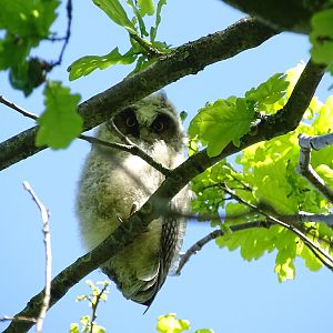Juvenile long-eared owl