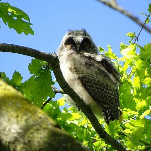 Juvenile long-eared owl