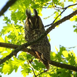 Long-eared owl